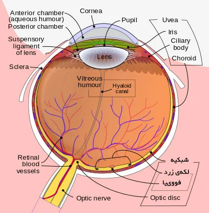 قسمت‌های مختلف چشم انسان