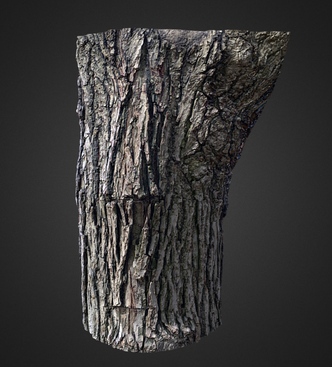 Photogrammetry of a Tree Bark - Sketchfab Portfolio